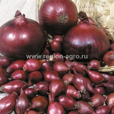 Лук-севок ОПТОМ в Новосибирске |Продажа лука-севка оптом в Новосибирске ...